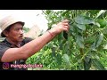 Review Kebun Alpokat Hass_Coba Lihat Pohon Dan Buahnya-PT. RODA GILA Kintamani - Bali