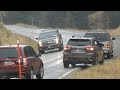 Incredible Encounters of Wild Animals on the Road in Yellowstone National Park