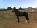 Annie in the roundpen