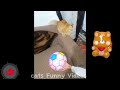 Funny Cat Videos 2024- Funniest Animals Video🤣 FUNNY Videos Animals Funniest cats and Dogs-😹 part 72