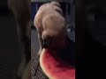 Pug eating Watermelon