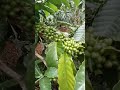 PROSES PRUNING DAUN AGAR BUAH KOPI SEMAKIN LEBAT