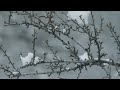 Relax and Unwind with Soothing Winter Music Mix