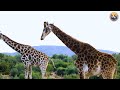 Beautiful 4k Animals - Most Stunning Amazing Animal Wildlife With Soothing Melodies