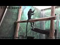 Philadelphia Zoo Francois Langurs - July 2019