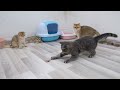 Funny cats play with new toys
