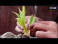 TRICKS || Stretch the palm bonsai leaf stems so that they bloom quickly