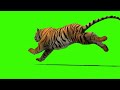 green screen animations tiger run video #greenscreen #freegreenscreen #greenscreenanimation