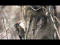 Beautiful woodpecker in Black Oak Ridge