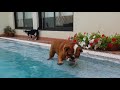 English Bulldog Really wants to swim