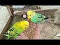 Cute Australian  Parrots