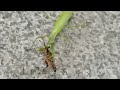 Mantis eating a grasshopper