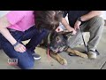 How a Bulletproof Vest Saved This Brave Police Dog’s Life