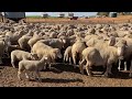 A Sheep Farm In Victoria's Mallee Part 2