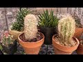 Fact or fiction: Cactus & succulents go dormant in the summer