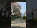 桜の道in安曇野　Cherry blossoms road in Azumino