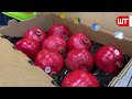 How Pomegranate Juice Is Made In Factory | Fresh Pomegranate Juice Factory Process