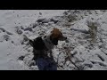 Cute Funny Beagle Dog Video Playing Romping in the Snoww