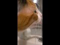 Laminar Flow w/Cat