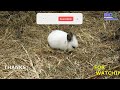 CONEJO EUROPEO -EUROPEAN RABBIT Oryctolagus cuniculus #nature #rabbit #conejo