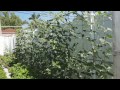 How to grow long bean super productive （高产豇豆）