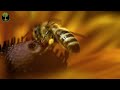 The Hidden Lives of Bees | Erika Thompson