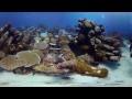 xScuba Diving Short Film in 360Â° Green Island, Taiwan ( ç¶ å³¶, å?°ç?£) 4K Video Quality