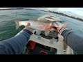 BRANCIN (Levrek )-3.400KG trolling (lubin-sea bass)-Ada bojana-Ulcinj  (23.05.2023)