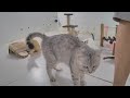 When a silly Cat becomes your best friend 🤣😸 Best Funny Video Compilation 😻🤣