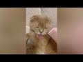 Funny Animal 2023 😂 Funniest Cats and Dogs 😺🐶 Part 32