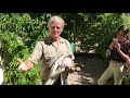 Rescue of Red Tailed Hawk