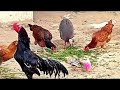 Best home Farming ideya||Duck Farming Business Plan/Heavy Size Aseel Chicken Breader, Free Ranig Hen