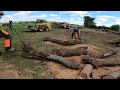 HUGE PILE OF FIREWOOD CUT! AWESOME DAY WITH FREINDS AND CHAINSAWS!