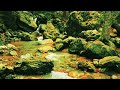 Лесной ручей   Расслабляющие звуки реки ✦ Звуки Леса И Пение Птиц ✦ Birdsong