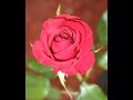Macedonian Evergreen - Esenska roza, grupa Makedonija