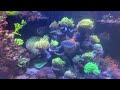 Kevin’s Red Sea Reefer xxl 750 3-11-2023