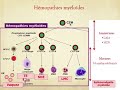 #Hemato 12.Hémopathies malignes et leucémies aigues (Dr Abbadi)