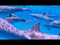 Stunning 4K Aquarium Footage With Serene Piano - Immersive Yourself In A Colorful Ocean Life