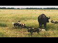 Wild Dogs vs Buffalo | ATP Earth