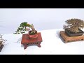 PAMERAN BONSAI 2022 DENPASAR BALI.