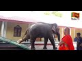 කොහොමද මෙයාගේ වාහනයට ගිහින් ආවාම තියන සතුට 🥰 ❤️🐘  Elephant Vehicle