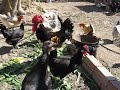 Chikens-pollos