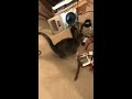 Cute cat plays with baby squirrel!