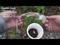 The Best Bait to Catch Crayfish! (Trapping Experiment!)