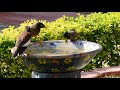 Red Vented Bulbul, Bulbul's Call