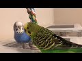 Teaching the parakeets to talk