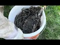 Gorilla glue spray adhesive vs huge hornet nest amazing results must see!!