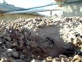 Ants in Gardez, Afghanistan
