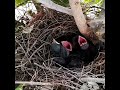 Common myna Birds bring honey to babies#bird #baby