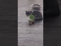 Baby Cat's Cat Grass
